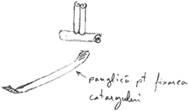 ctg2